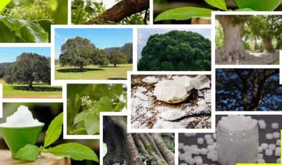 Como se Produce el Alcanfor