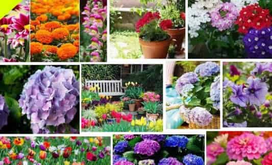 Flores de Jardín