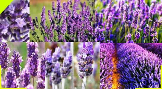 La Lavanda
