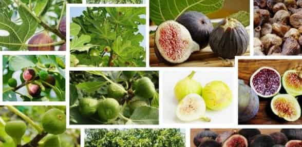 Los Higos